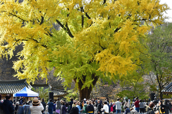 노란색 옷입은 은행나무