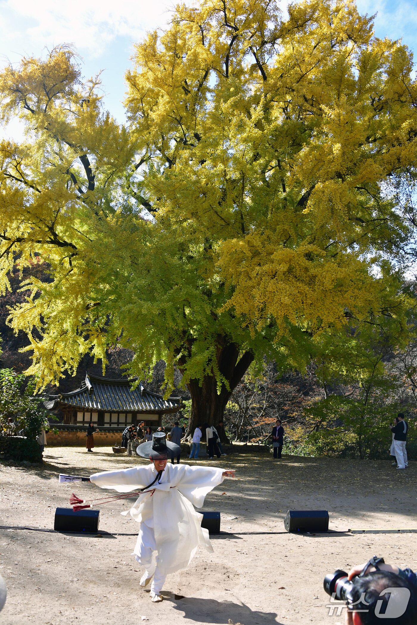 본문 이미지 -  16일 경북 경주시 강동면 운곡서원 은행나무에서 열린 음악회에서 선비춤 공연이 펼쳐졌다.  2025.11.16/뉴스1 ⓒ News1 최창호 기자
