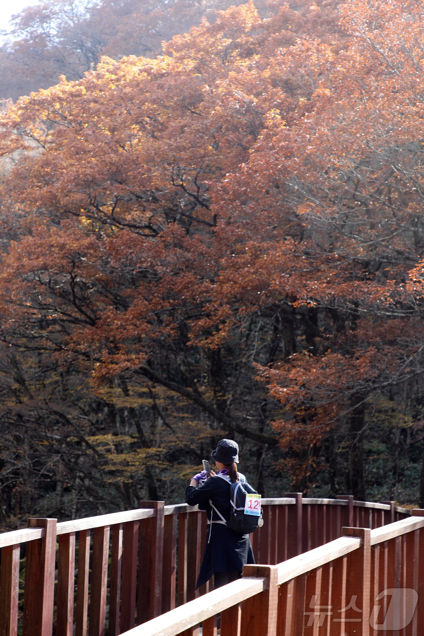 본문 이미지 - 16일 한라산 어리목교에서 한 탐방객이 단풍을 즐기고 있다. 2025.11.16/뉴스1 ⓒ News1 오미란 기자