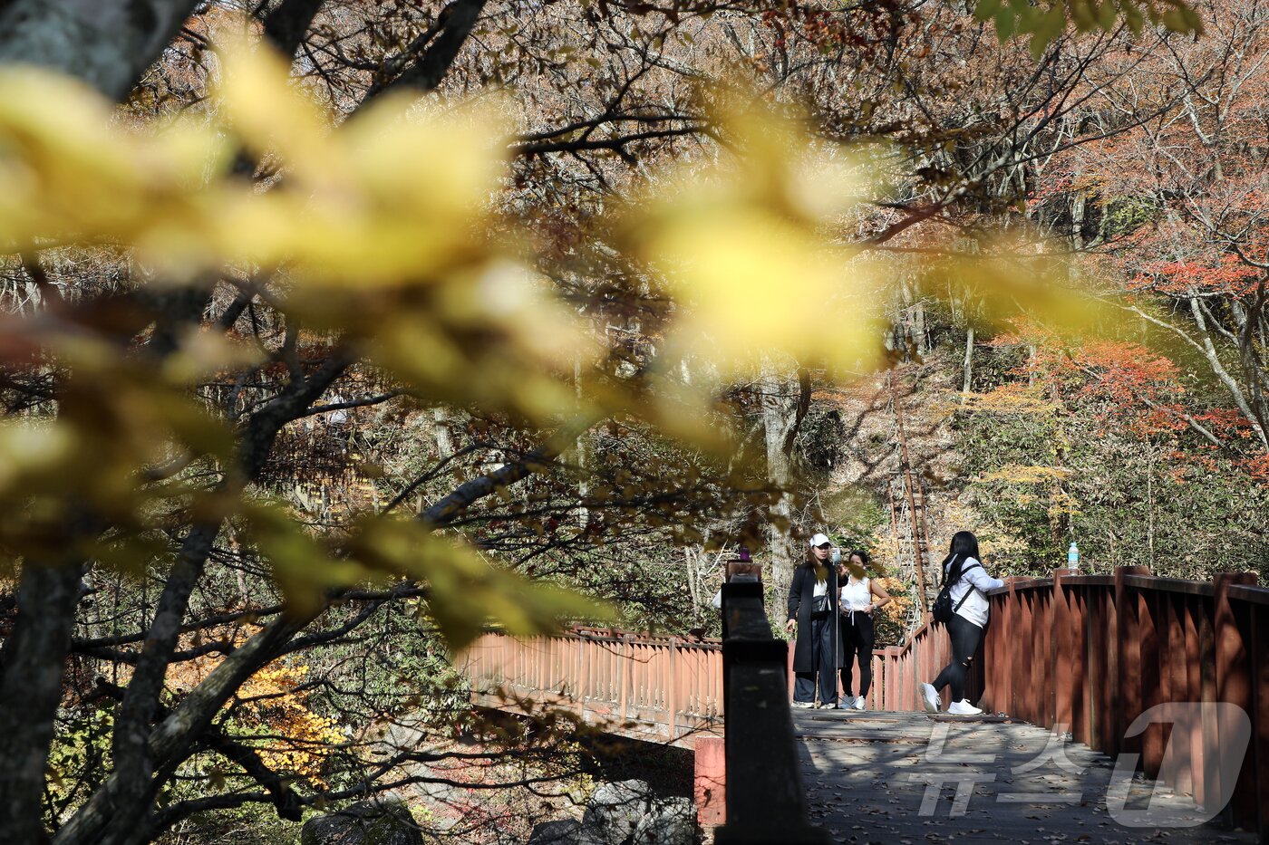 본문 이미지 - 16일 한라산 어리목교에서 탐방객들이 단풍을 즐기고 있다. 2025.11.16/뉴스1 ⓒ News1 오미란 기자