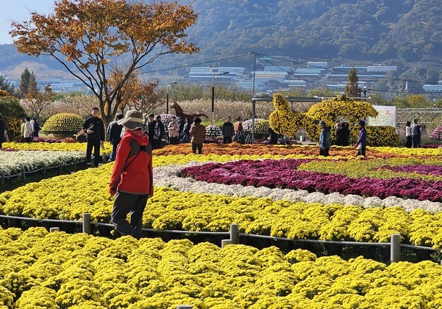 "어디서 찍어도 잘 나와요"…양산국화축제, 늦가을 나들이객 '북적'