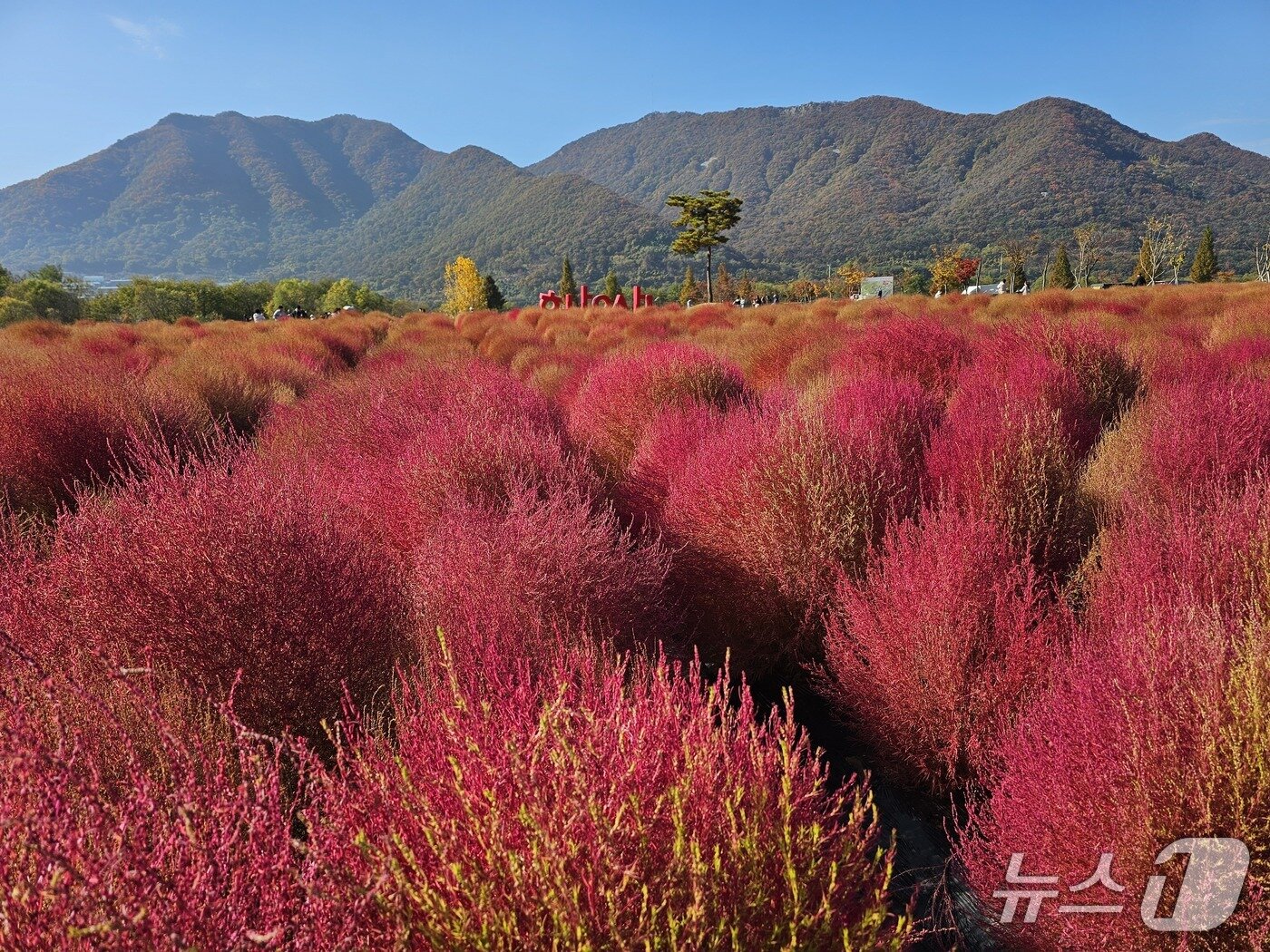 본문 이미지 - 16일 양산국화축제가 열린 황산공원에 댑싸리가 식재돼 있다. 2025.11.16 ⓒ 뉴스1 박민석 기자