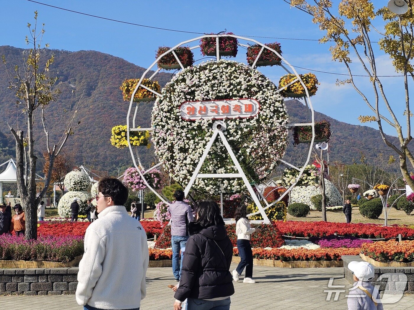 본문 이미지 - 16일 양산국화축제가 열린 황산공원에 있는 국화 조형물 모습. 2025.11.16 ⓒ 뉴스1 박민석 기자