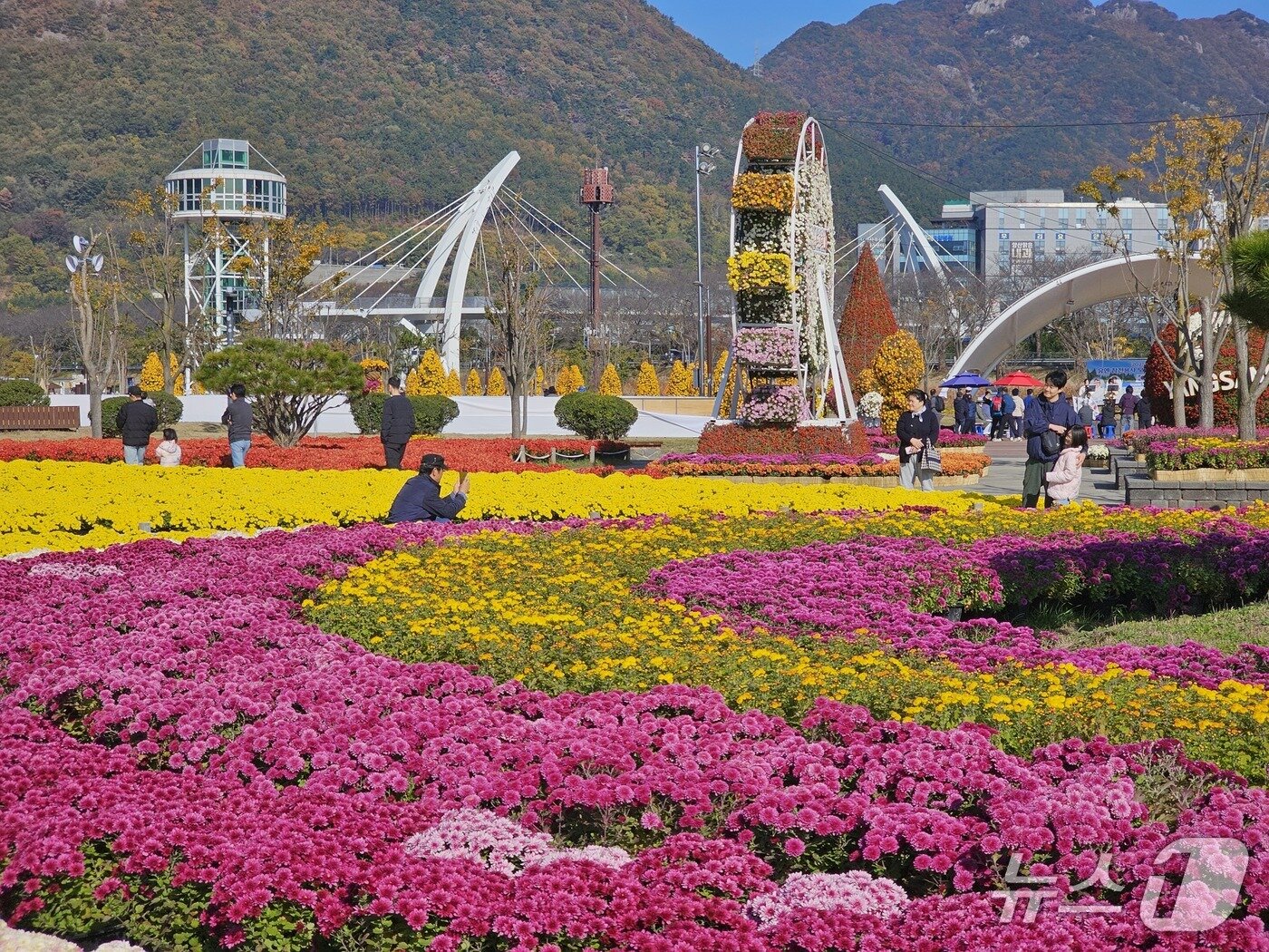 본문 이미지 - 16일 양산국화축제를 찾은 나들이객이 기념촬영을 하고 있다. 2025.11.16 ⓒ 뉴스1 박민석 기자