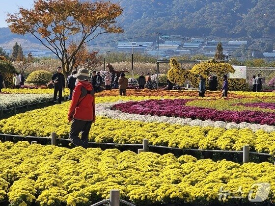 본문 이미지 - 16일 양산국화축제가 열린 경남 양산신 황산공원에서 나들이객들이 국화를 둘러보고 있다. 2025.11.16/ 뉴스1 박민석 기자