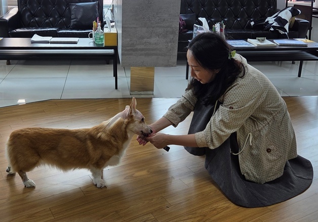 "허리디스크 아닌 뇌종양"…작별인사 앞둔 웰시에게 생긴 기적