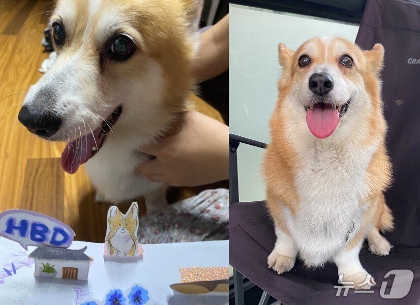 본문 이미지 - 마롱이가 아프기 전 모습(보호자 제공) ⓒ 뉴스1