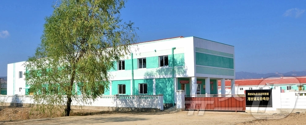 (평양 노동신문=뉴스1) = 북한 노동당 기관지 노동신문은 17일 "개성시에서 식물 방역소와 돼지 종축장이 새로 건설됐다"고 보도했다. [국내에서만 사용가능. 재배포 금지. DB …