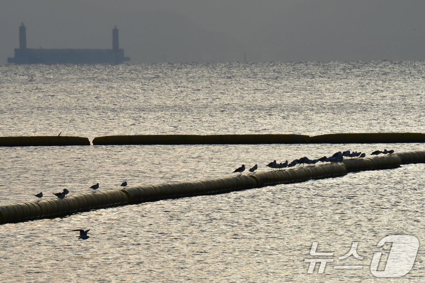 (포항=뉴스1) 최창호 기자 = 17일 오전 경북 포항시 북구 영일대해수욕장 해상에 설치된 구조물 위에서 갈매기들이 쉬고 있다. 2025.11.17/뉴스1