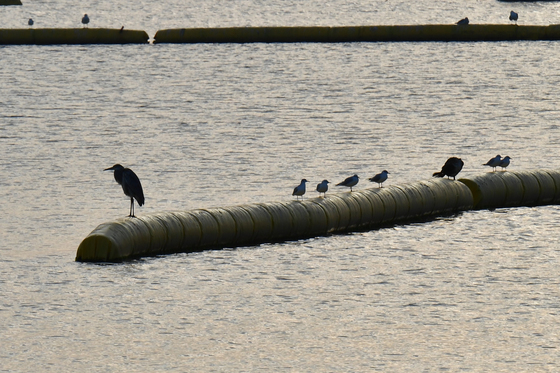 먹잇감 찾는 왜가리