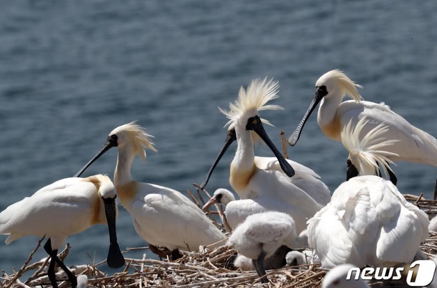 인천시, 동아시아-대양주 철새이동경로 파트너십 상임위원 참여