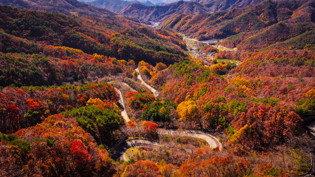 [풍경]'만추'…영동 도마령 24굽이 고갯길 만산홍엽