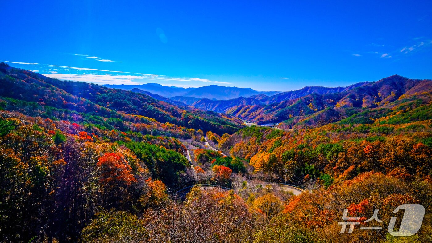 본문 이미지 - 충북 영동군 도마령&#40;刀馬岺, 해발 840m&#41; 일대가 울긋불긋 물든 단풍과 쪽빛 하늘이 어우러져 늦가을 풍광을 뽐내고 있다. &#40;영동군 제공. 재판매 및 DB금지&#41; /뉴스1 