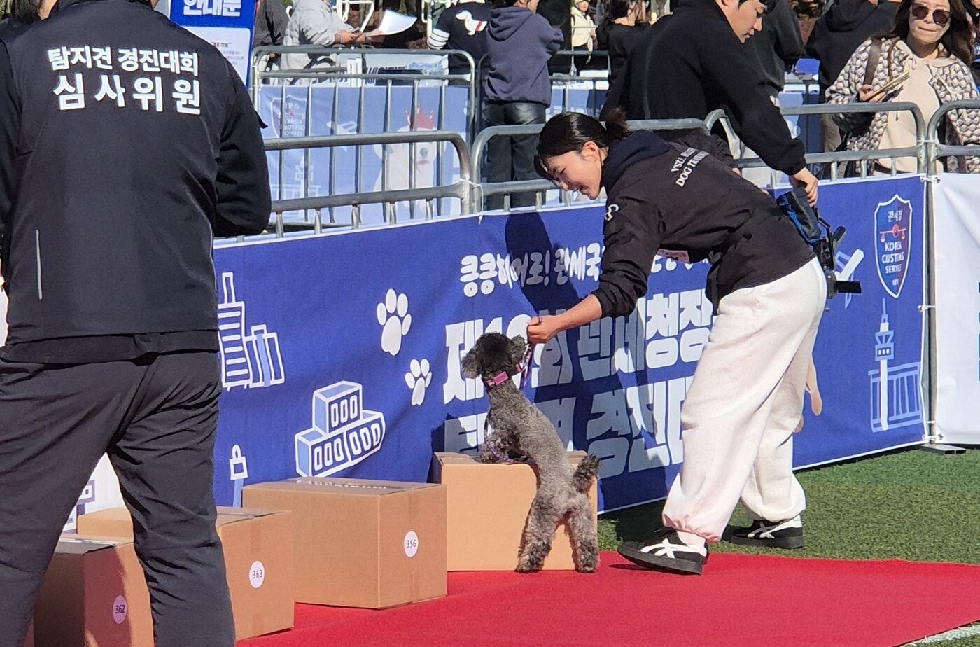 본문 이미지 - 연성대 반려동물산업과 학생이 참가견과 제10회 관세청장배 탐지견 경진대회 탐지 부분 대회에 참가하는 모습(연성대 제공) ⓒ 뉴스1