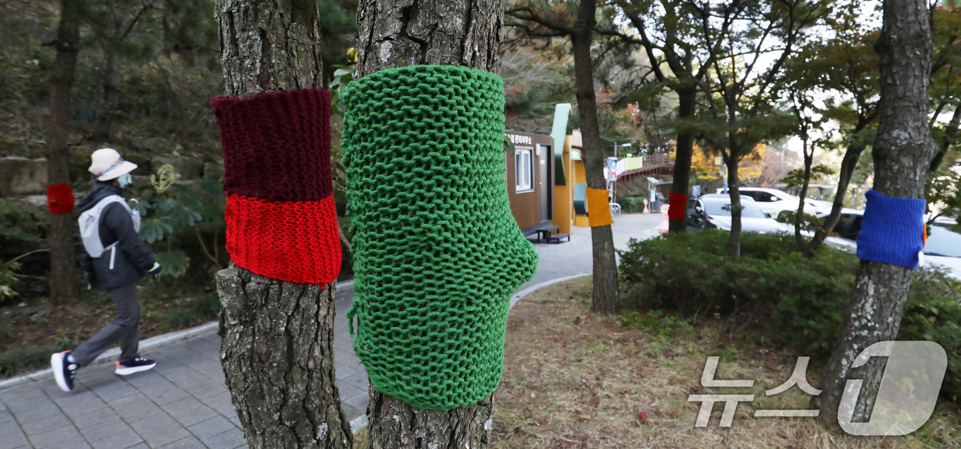 (부산=뉴스1) 윤일지 기자 = 쌀쌀한 날씨를 보인 17일 부산 북구 구포무장애숲길 인근 가로수에 뜨개옷이 입혀져 있다.기상청은 이날 오후 9시를 기해 부산 중부와 서부에 한파주의 …