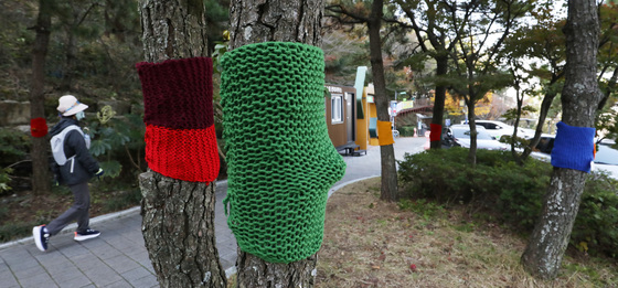 알록달록 뜨개옷 입은 부산 나무들
