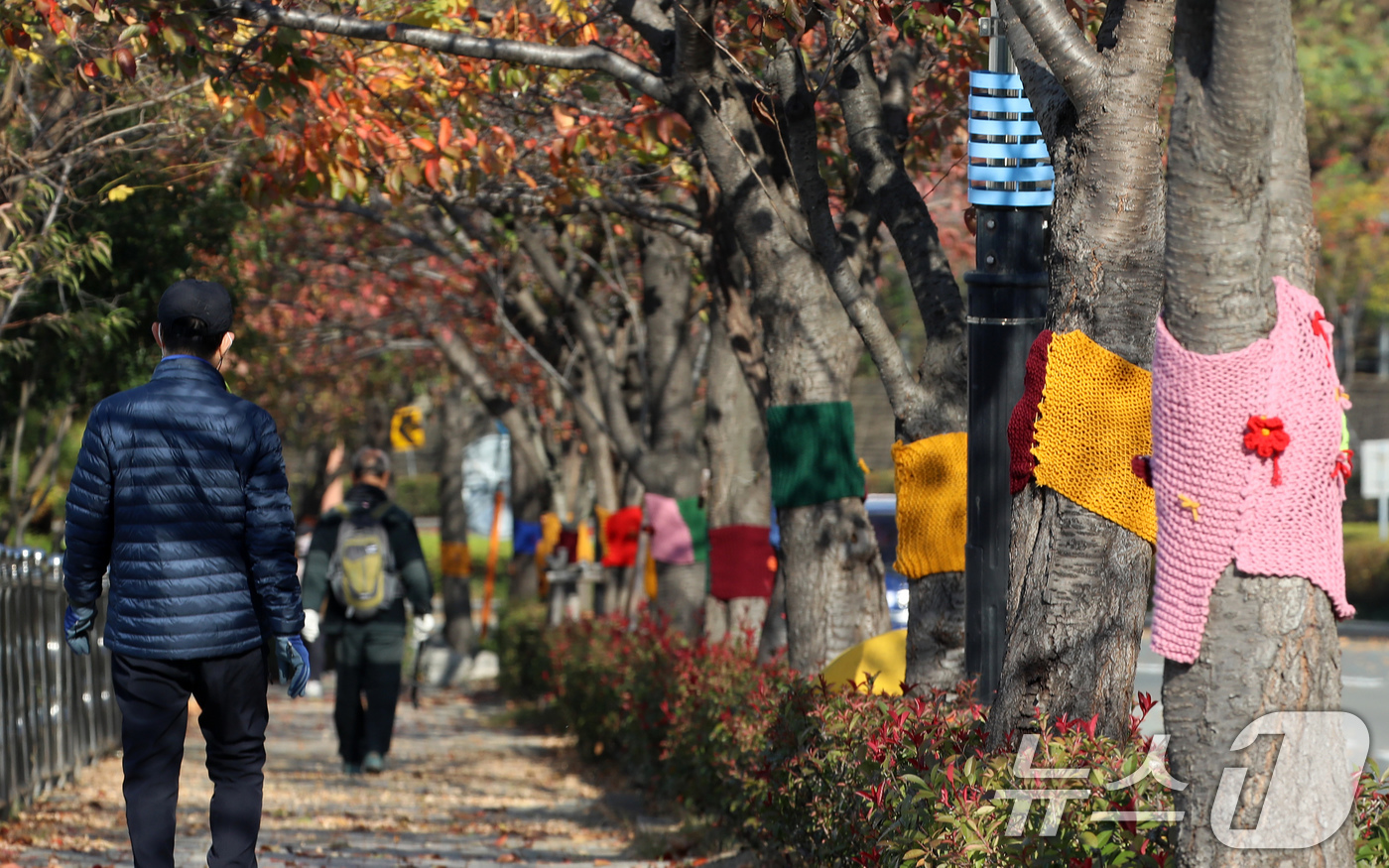 (부산=뉴스1) 윤일지 기자 = 쌀쌀한 날씨를 보인 17일 부산 북구 구포무장애숲길 인근 가로수에 뜨개옷이 입혀져 있다.기상청은 이날 오후 9시를 기해 부산 중부와 서부에 한파주의 …