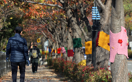 알록달록 뜨개옷 입은 부산 나무들