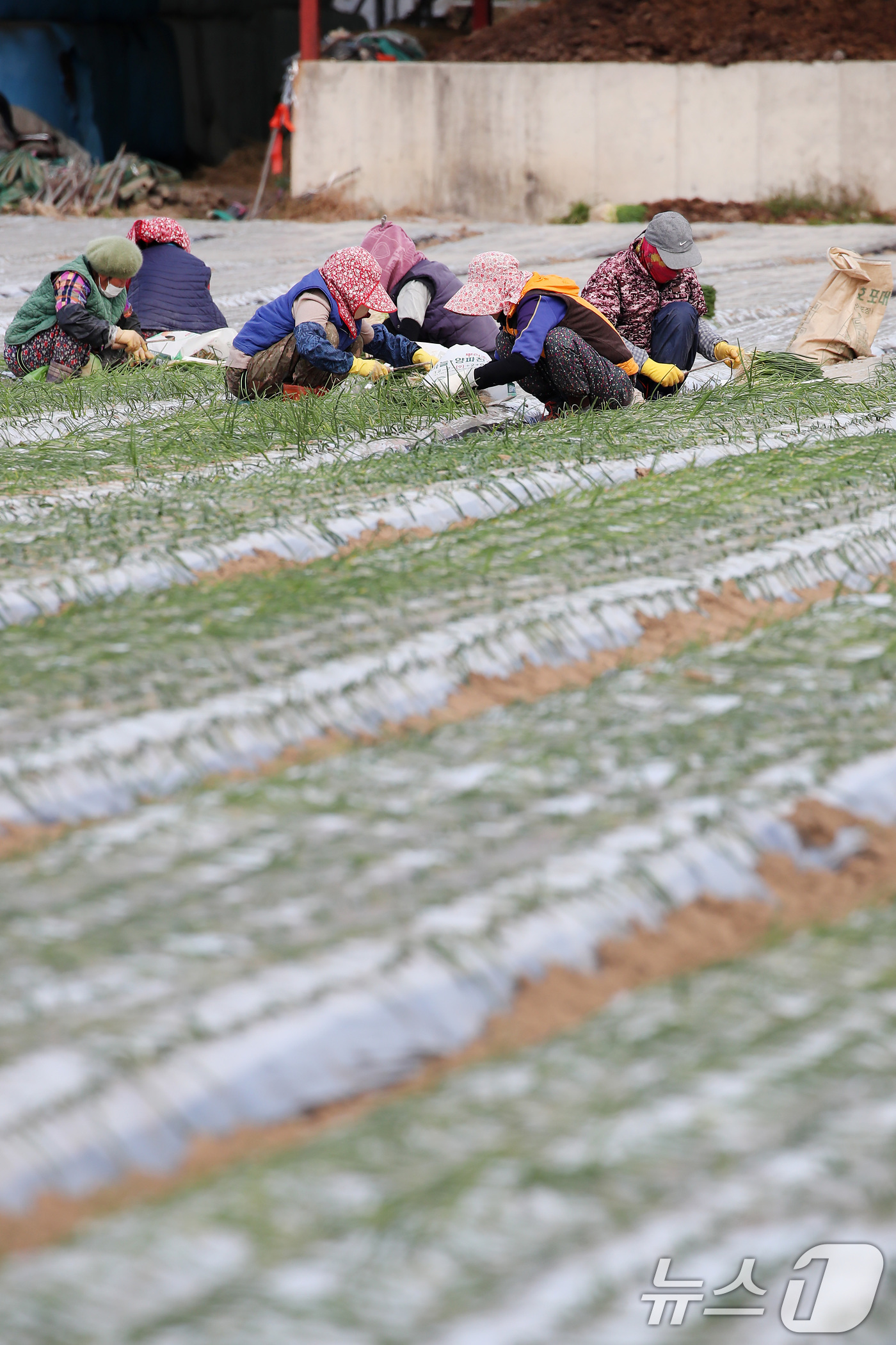(대구=뉴스1) 공정식 기자 = 17일 오후 대구 달성군 구지면 들녘에서 농민과 외국인 계절근로자들이 추위도 잊은 채 양파 모종을 심고 있다. 2025.11.17/뉴스1