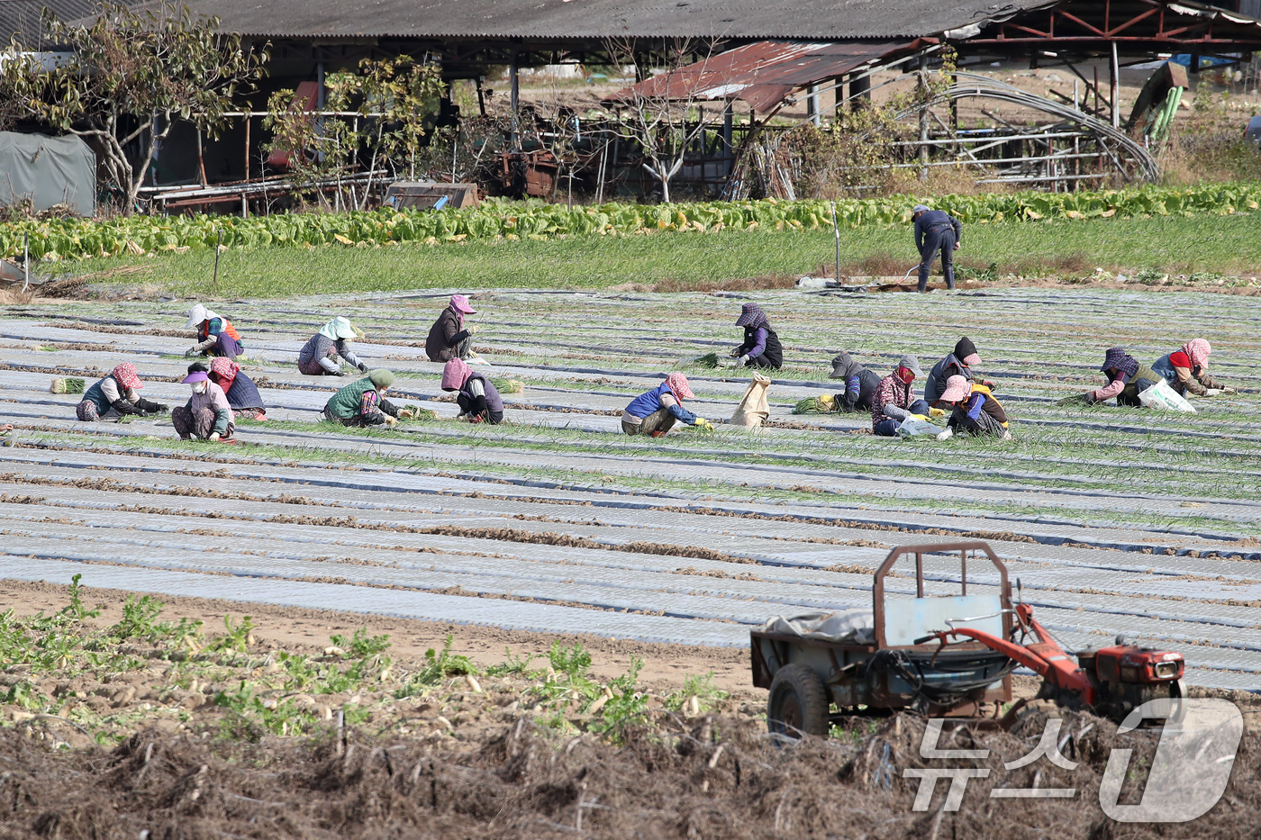 (대구=뉴스1) 공정식 기자 = 17일 오후 대구 달성군 구지면 들녘에서 농민과 외국인 계절근로자들이 추위도 잊은 채 양파 모종을 심고 있다. 2025.11.17/뉴스1