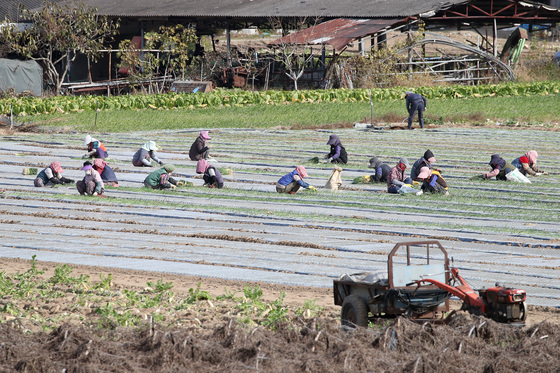 옹기종기 모여 양파모종 심기