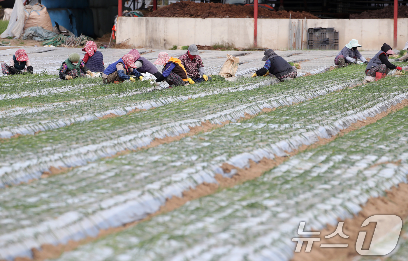 (대구=뉴스1) 공정식 기자 = 17일 오후 대구 달성군 구지면 들녘에서 농민과 외국인 계절근로자들이 추위도 잊은 채 양파 모종을 심고 있다. 2025.11.17/뉴스1