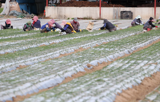 양파 모종 심는 농촌