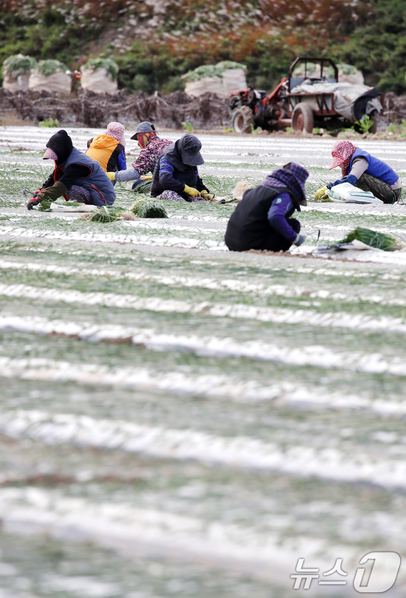 (대구=뉴스1) 공정식 기자 = 17일 오후 대구 달성군 구지면 들녘에서 농민과 외국인 계절근로자들이 추위도 잊은 채 양파 모종을 심고 있다. 2025.11.17/뉴스1