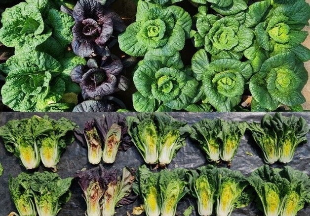 농촌진흥청, '항산화·항염증' 효과 탁월한 배추 육종 개발