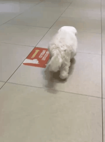 본문 이미지 - TPLO 수술 10일차 콩순이의 보행 영상(월드펫동물메디컬센터 제공) ⓒ 뉴스1