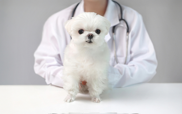 슬개골 수술 뒤 또 '절뚝'…십자인대 파열된 반려견, TPLO로 회복