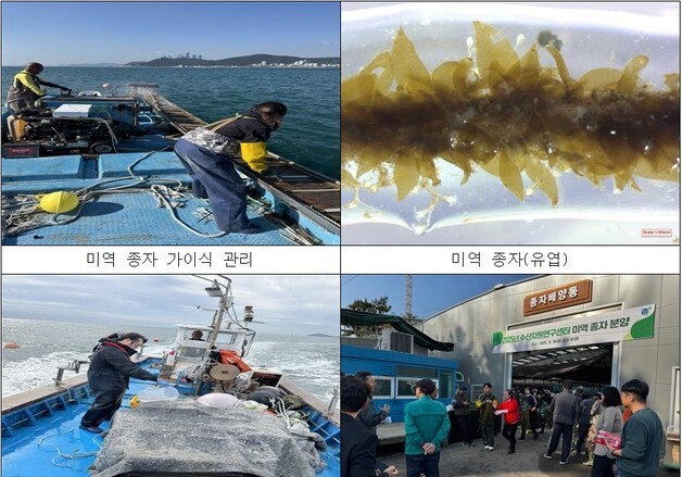 기장군, '기장형 해조류 종자생산 연구' 미역 종자 보급