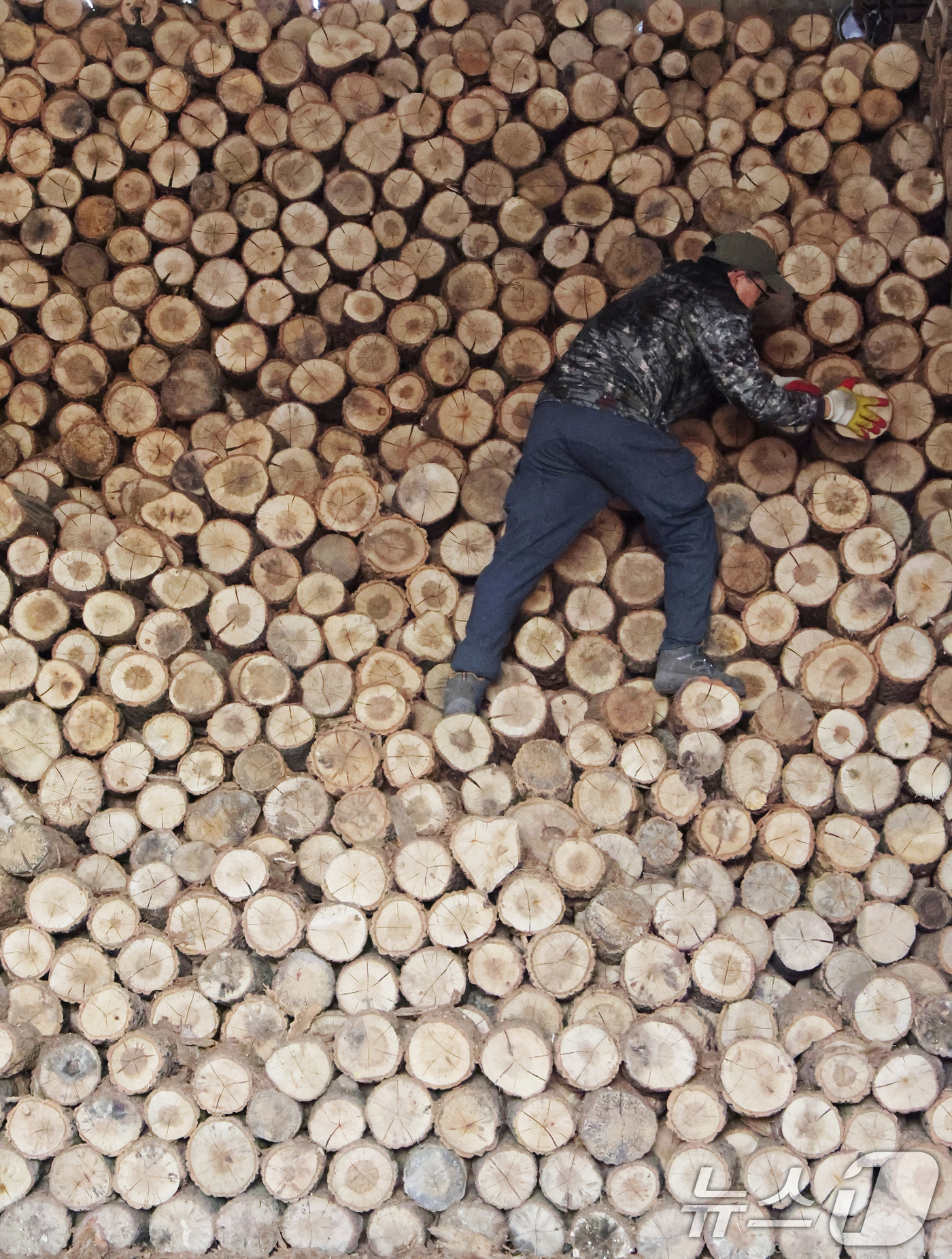 (안성=뉴스1) 김영운 기자 = 전국 대부분 지역의 아침 기온이 영하권을 보인 18일 경기 안성시의 한 장작공장에서 관계자가 장작 출하 작업을 하고 있다.이번 추위는 수요일인 19 …