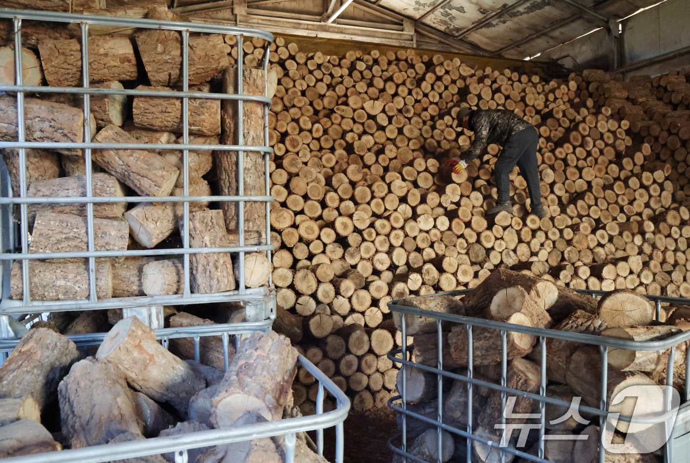 (안성=뉴스1) 김영운 기자 = 전국 대부분 지역의 아침 기온이 영하권을 보인 18일 경기 안성시의 한 장작공장에서 관계자가 장작 출하 작업을 하고 있다.이번 추위는 수요일인 19 …