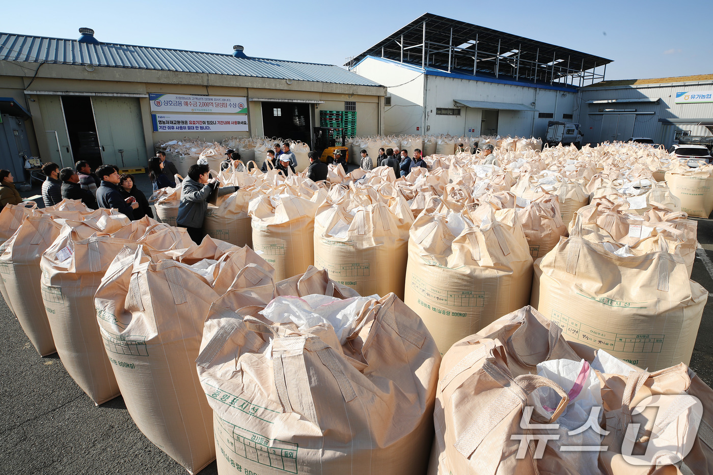(대구=뉴스1) 공정식 기자 = 밤사이 기온이 크게 내려가 초겨울 날씨를 보인 18일 오전 대구 달성군 유가읍 유가농협 본점에서 '2025년산 공공비축미곡(건조 벼) 매입'이 진행 …