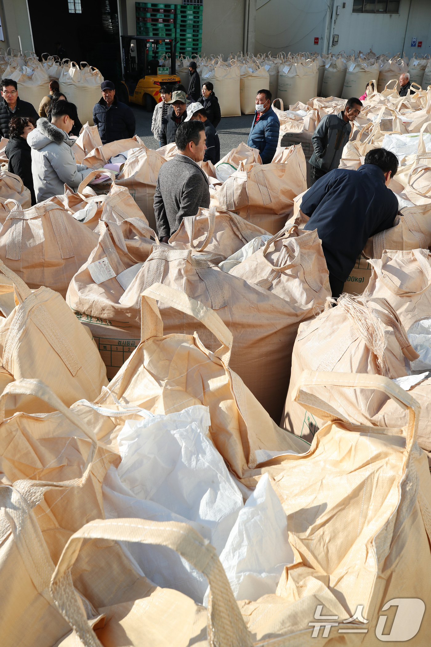 (대구=뉴스1) 공정식 기자 = 밤사이 기온이 크게 내려가 초겨울 날씨를 보인 18일 오전 대구 달성군 유가읍 유가농협 본점에서 '2025년산 공공비축미곡(건조 벼) 매입'이 진행 …