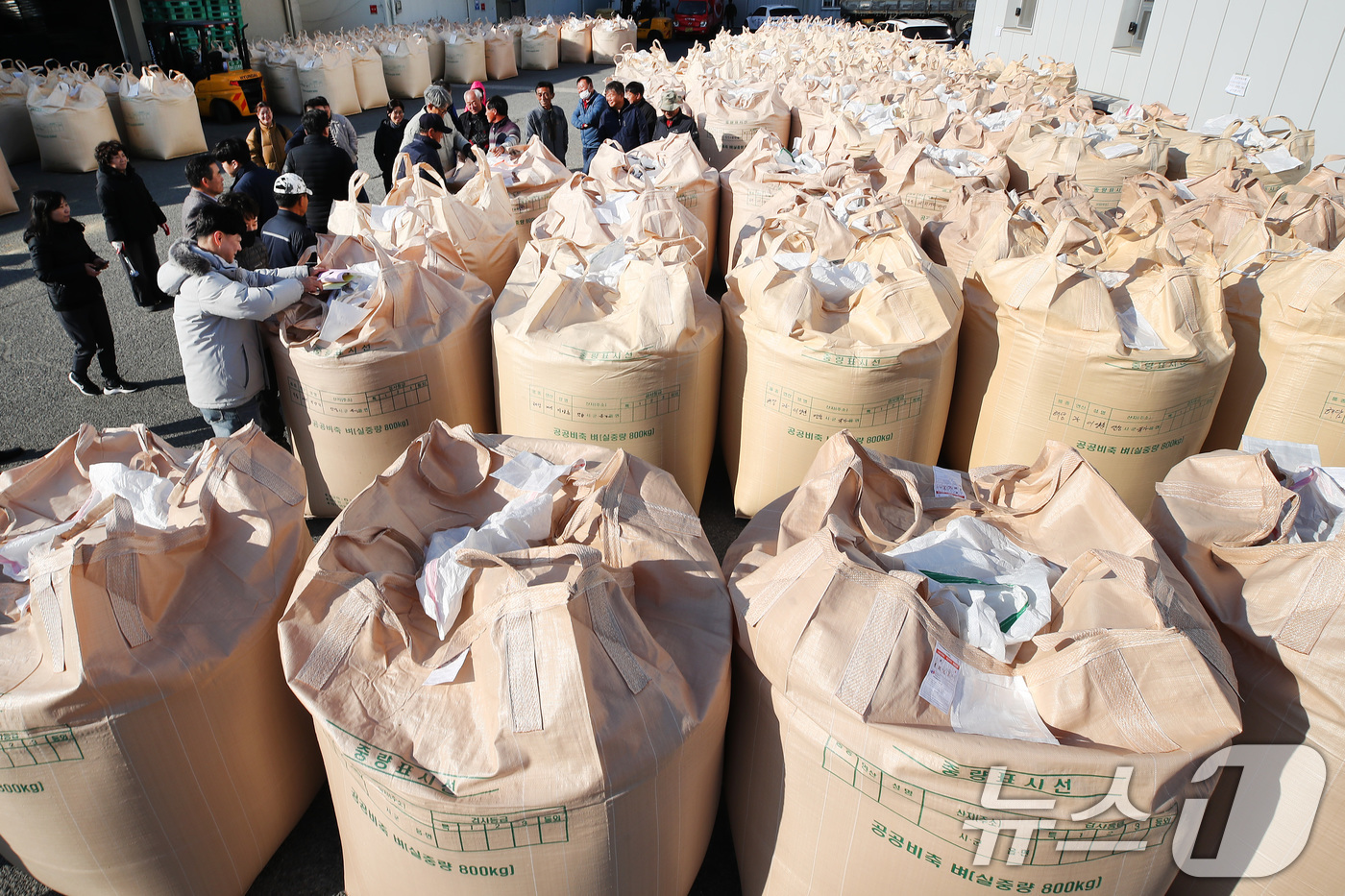 (대구=뉴스1) 공정식 기자 = 밤사이 기온이 크게 내려가 초겨울 날씨를 보인 18일 오전 대구 달성군 유가읍 유가농협 본점에서 '2025년산 공공비축미곡(건조 벼) 매입'이 진행 …