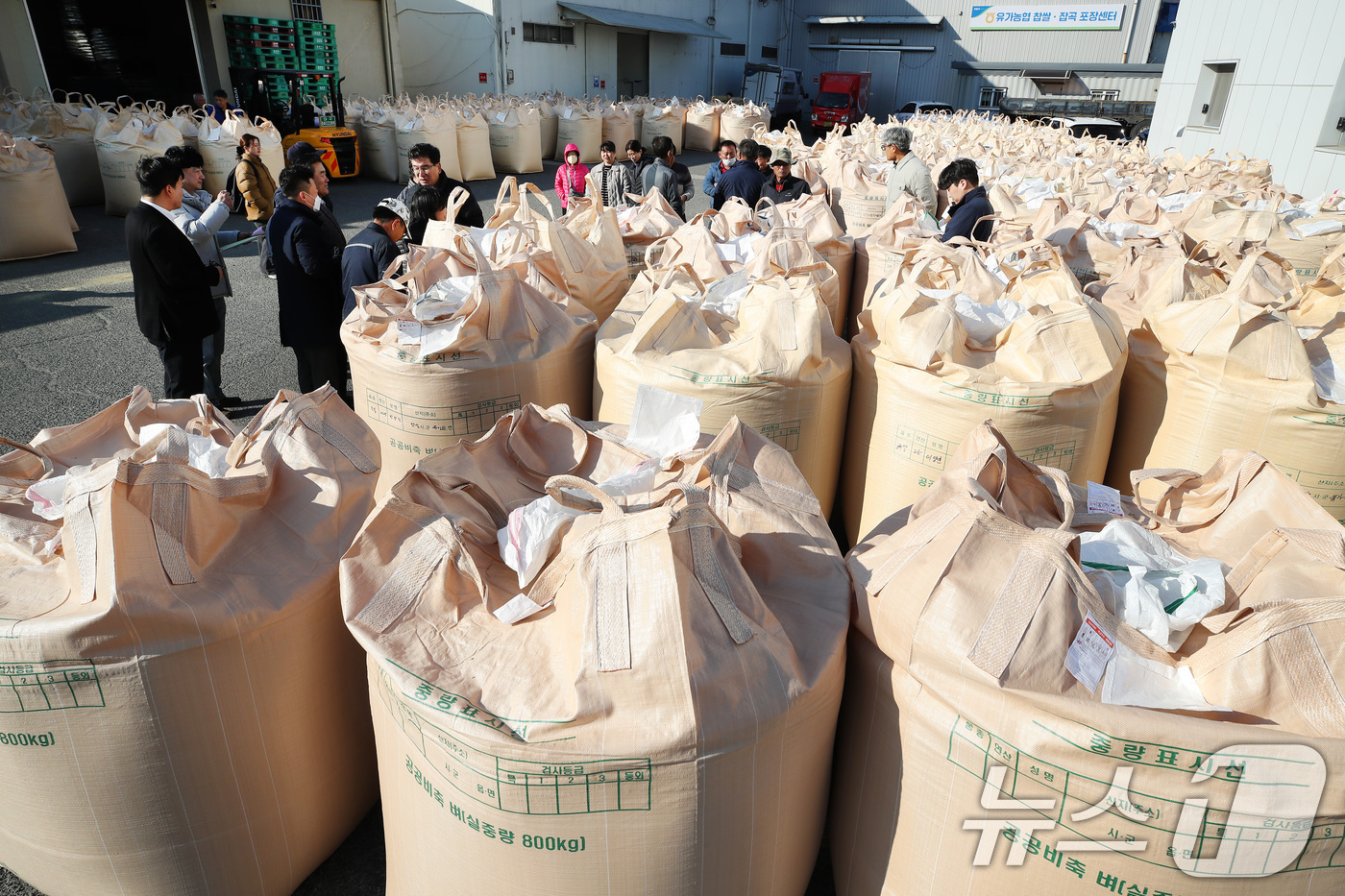 (대구=뉴스1) 공정식 기자 = 밤사이 기온이 크게 내려가 초겨울 날씨를 보인 18일 오전 대구 달성군 유가읍 유가농협 본점에서 '2025년산 공공비축미곡(건조 벼) 매입'이 진행 …