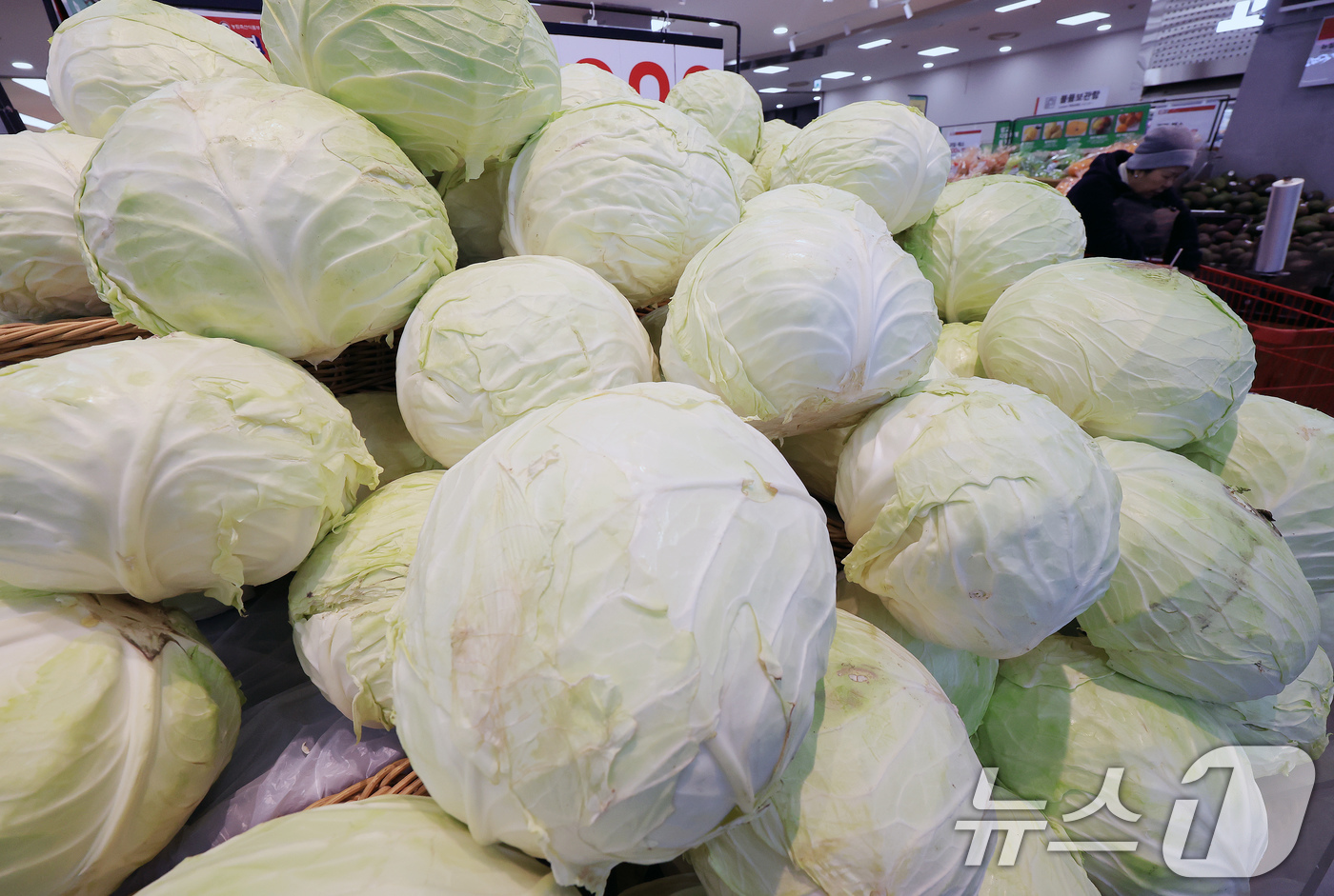 (서울=뉴스1) 이호윤 기자 = 18일 서울 시내 한 대형마트에 양배추가 판매되고 있다. 업계에 따르면 최근 롯데리아·써브웨이 등 주요 햄버거·샌드위치 프랜차이즈는 기후 변수로 인 …