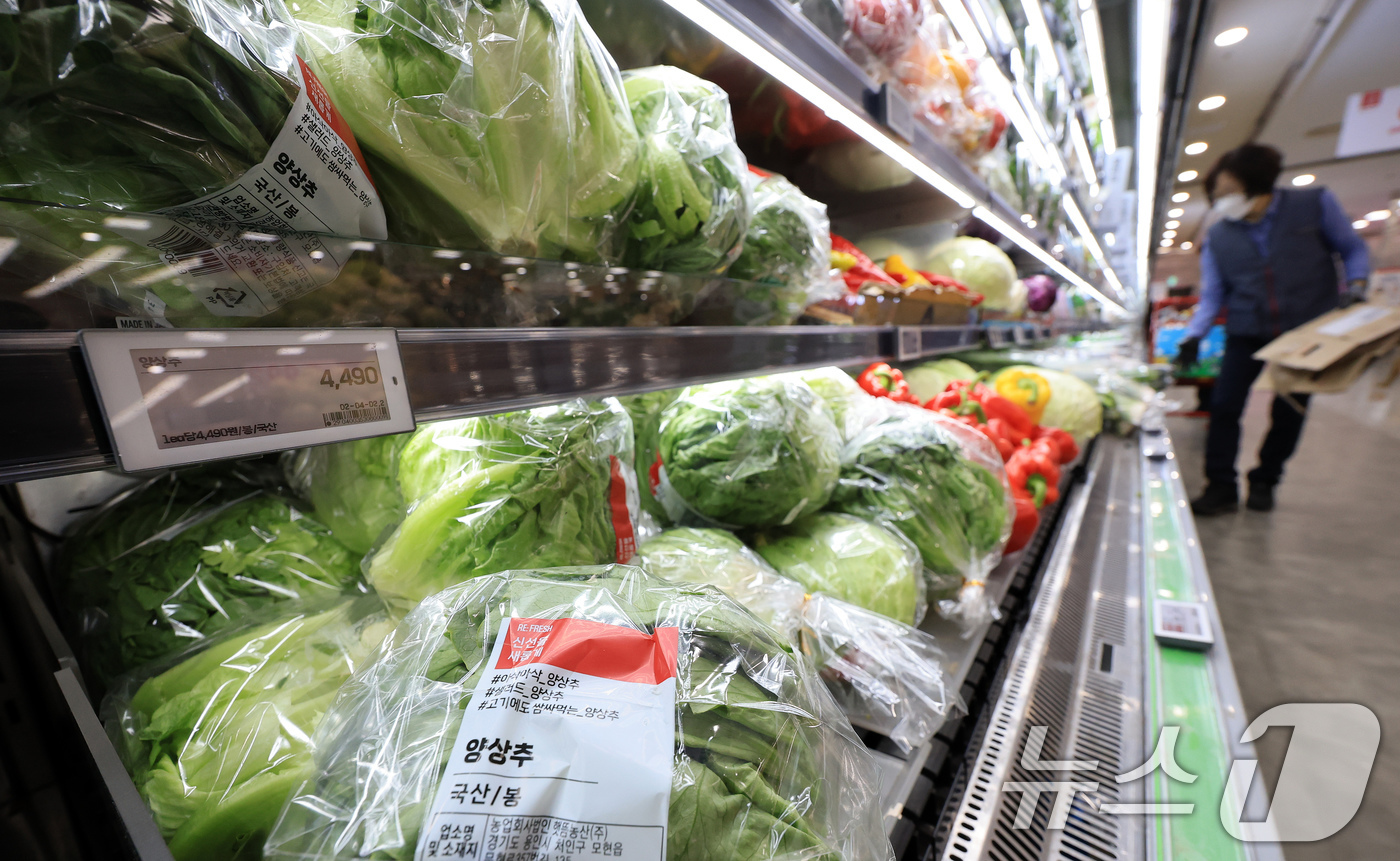 (서울=뉴스1) 이호윤 기자 = 18일 서울 시내 한 대형마트에 양상추가 판매되고 있다. 업계에 따르면 최근 롯데리아·써브웨이 등 주요 햄버거·샌드위치 프랜차이즈는 기후 변수로 인 …