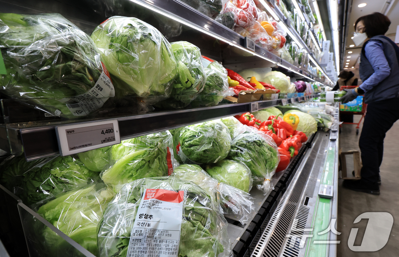 (서울=뉴스1) 이호윤 기자 = 18일 서울 시내 한 대형마트에 양상추가 판매되고 있다. 업계에 따르면 최근 롯데리아·써브웨이 등 주요 햄버거·샌드위치 프랜차이즈는 기후 변수로 인 …