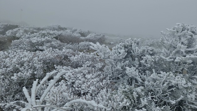 [오늘의 날씨] 제주(23일, 금)…비 또는 눈, 체감온도 '뚝'