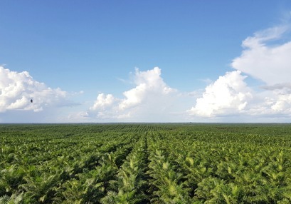 포스코인터, '팜유사업 강화'…동남아 팜사업에 1.3조 투입
