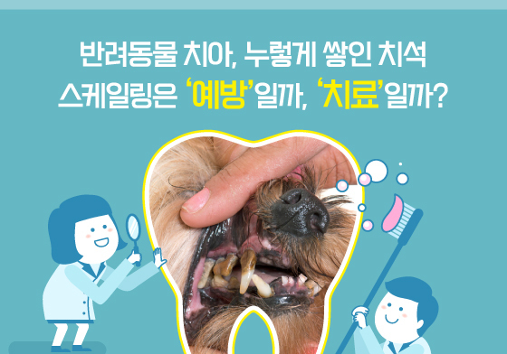 누렇게 쌓인 반려견 치석…스케일링은 '예방'일까, '치료'일까[펫카드]