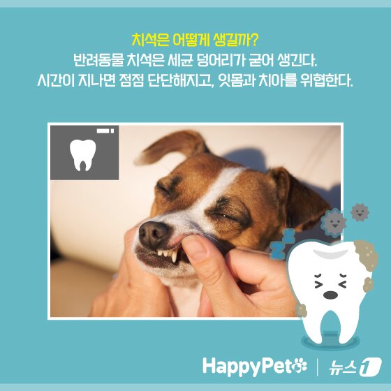 본문 이미지 - ⓒ News1 양혜림 디자이너