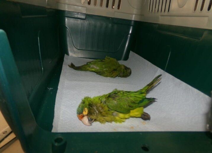 본문 이미지 - 미국인 아구스 마르티네스&#40;35&#41;가 멕시코 국경에서 밀수를 시도한 멸종위기종 &#39;오렌지이마앵무새&#39;. 출처=워싱턴포스트