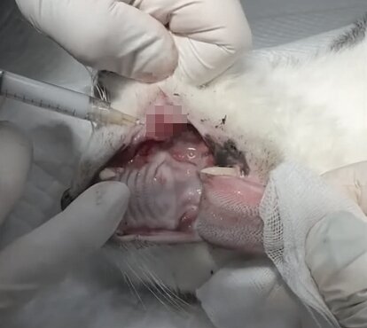 본문 이미지 - 구내염 고양이에 덴탈콜라겐 주입하는 모습(더셈펫바이오 제공) ⓒ 뉴스1