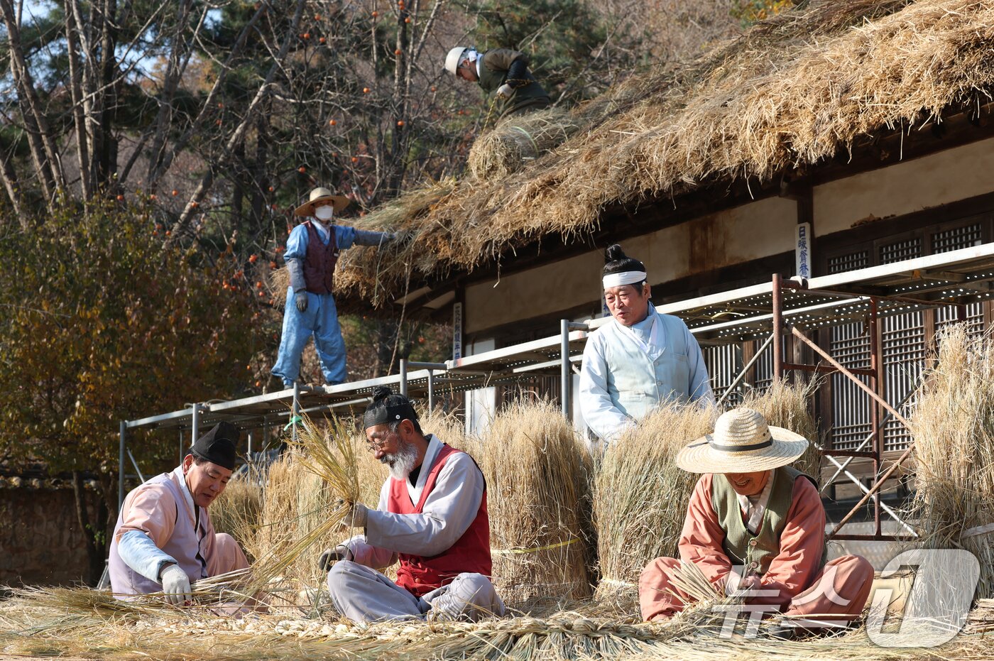 본문 이미지 - 절기상 소설&#40;小雪&#41;을 사흘 앞둔 19일 경기 용인시 기흥구 한국민속촌에서 직원들이 초가지붕 위에 올릴 이엉 잇기 작업을 하며 월동 준비를 하고 있다. 2025.11.19/뉴스1 ⓒ News1 김영운 기자