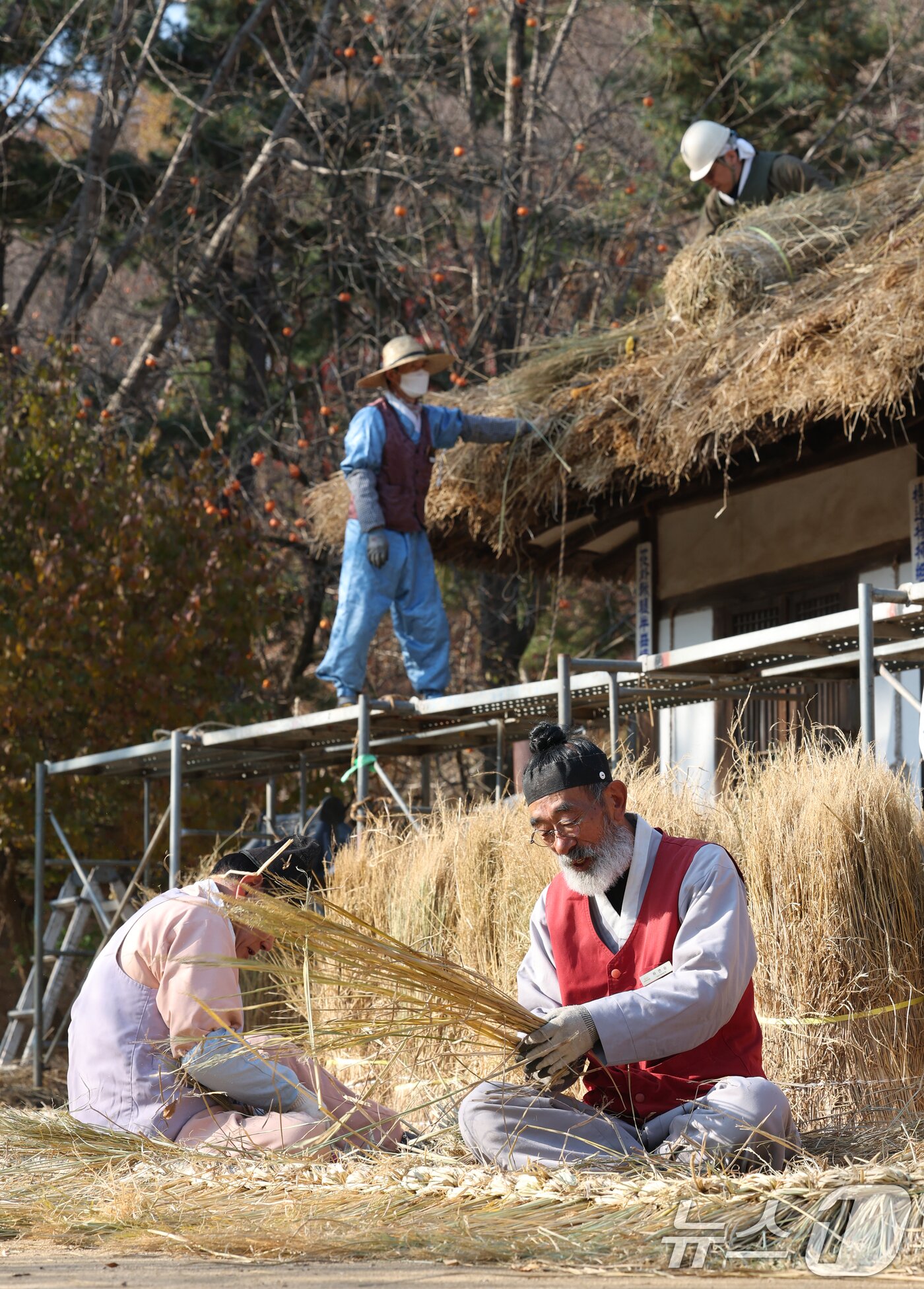 본문 이미지 - 절기상 소설&#40;小雪&#41;을 사흘 앞둔 19일 경기 용인시 기흥구 한국민속촌에서 직원들이 초가지붕 위에 올릴 이엉 잇기 작업을 하며 월동 준비를 하고 있다. 2025.11.19/뉴스1 ⓒ News1 김영운 기자