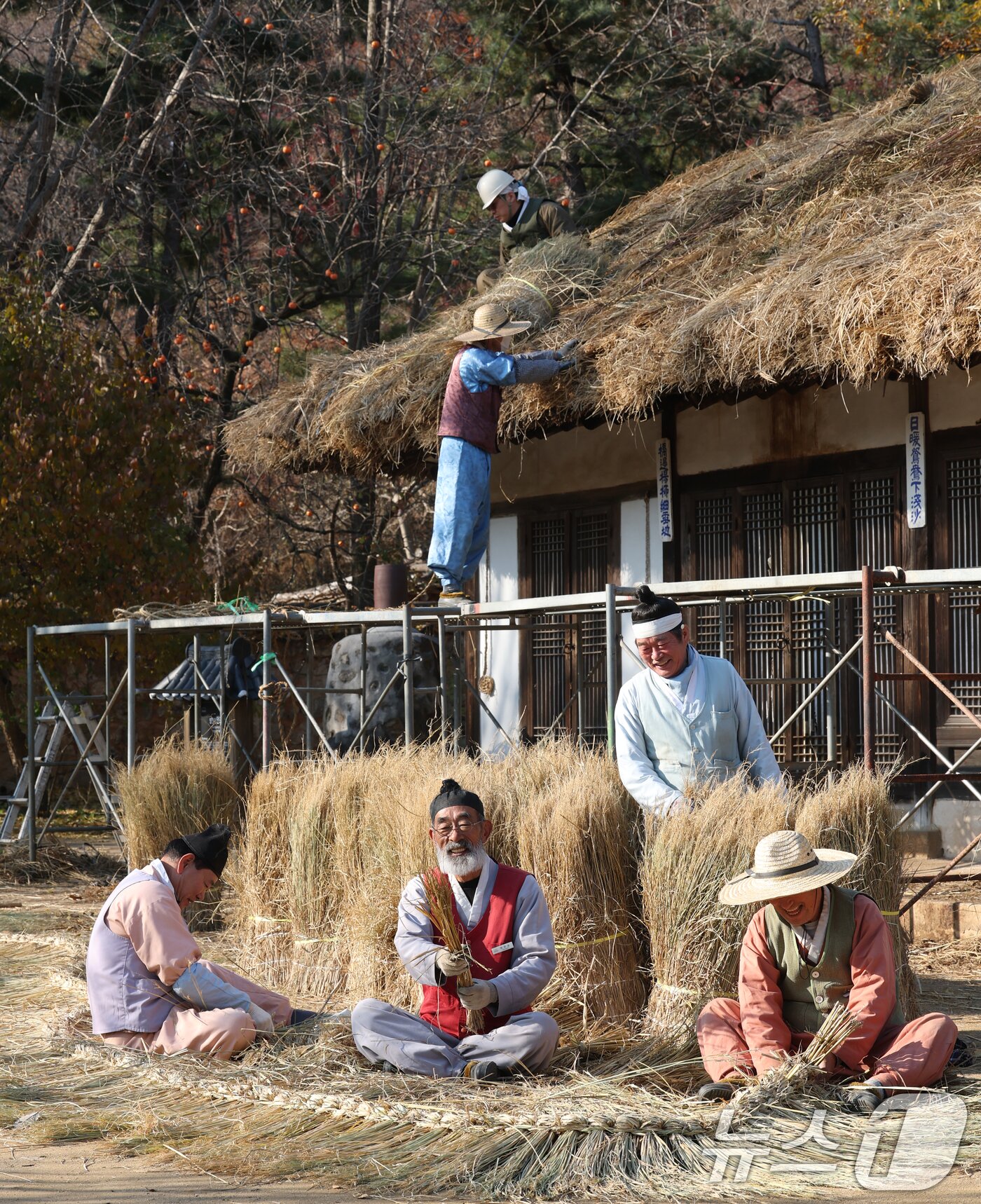 본문 이미지 - 절기상 소설&#40;小雪&#41;을 사흘 앞둔 19일 경기 용인시 기흥구 한국민속촌에서 직원들이 초가지붕 위에 올릴 이엉 잇기 작업을 하며 월동 준비를 하고 있다. 2025.11.19/뉴스1 ⓒ News1 김영운 기자